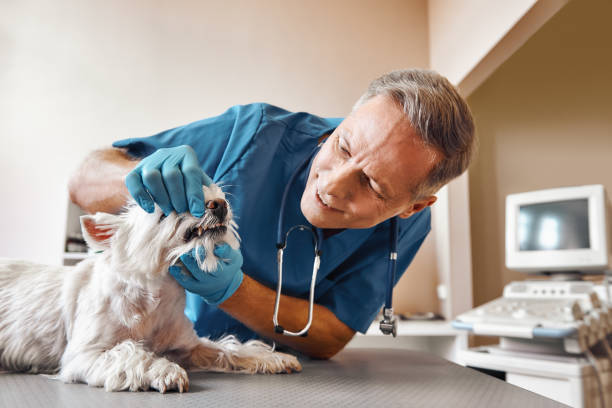 Best Dentist for Dental Trauma  in Caoncito, NM